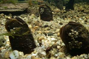 Freshwater pearl mussel