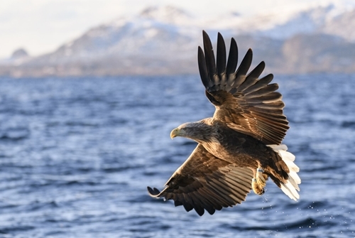 White -tailed -eagle -or -sea -eagle -fisihing -in -a -fjord -royalty -free -image -1586417121 White -tailed -eagle -or -sea -eagle -fisihing -in -a -fjord -royalty -free -image -1586417121