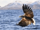 White-tailed eagle reintroduction planned in eastern England