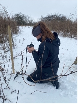 Collecting the camera traps. Photo by Tamara Spivey.