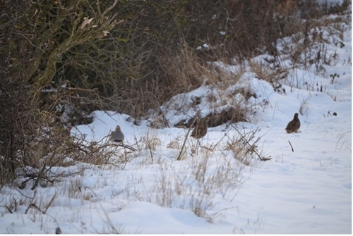 A covey of partridges in the snow. Photo by Elizabeth Fitzpatrick.