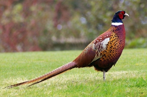 Pheasant Pheasant