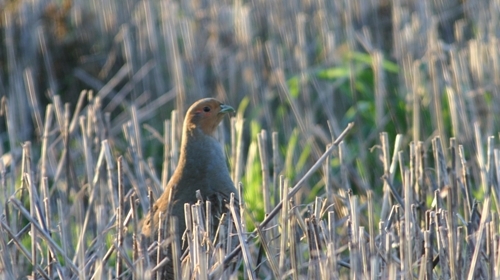 Nether Hale 0 031 (1)