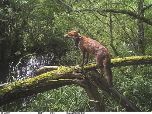 Tagged Foxes GWCT Tagged Foxes GWCT