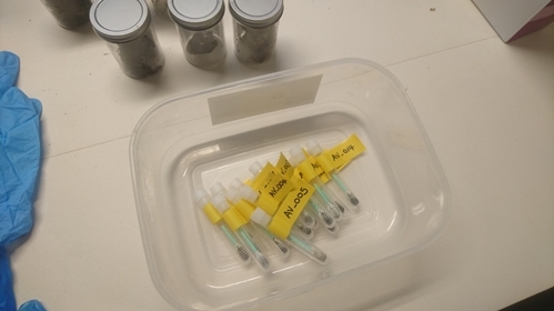 Fox Scat Swabs Fox Scat Swabs