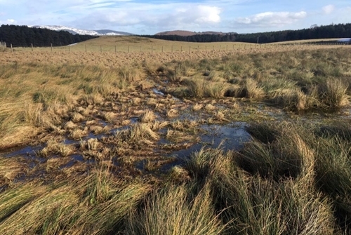 One of the areas earmarked for some rush cutting in the next couple of weeks