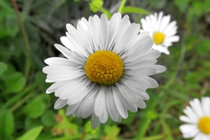 Daisy