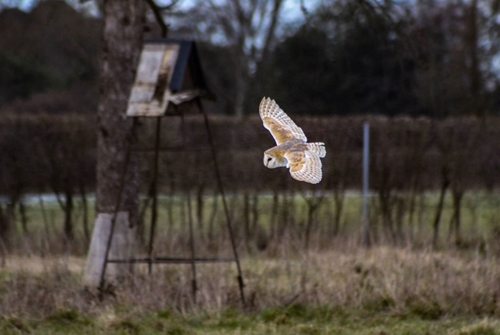 Barn owl (Samantha Skinner)