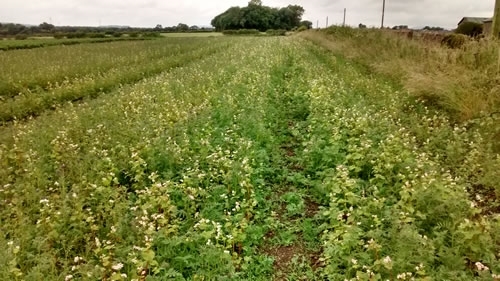 Balg -brood -rearing -mix -july -2017-7 Balg -brood -rearing -mix -july -2017-7