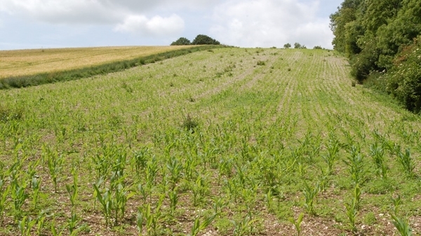 Young -maize (1) Young -maize (1)