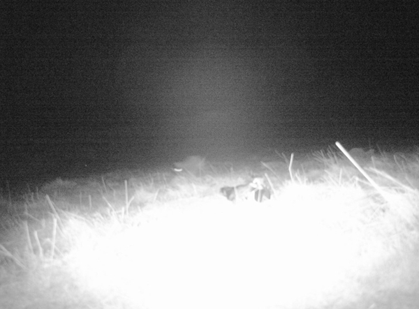 2021 CT23 N9 Badger (1) 2021 CT23 N9 Badger (1)