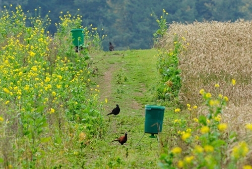 Images -Jvmj Zpx GEeu HMPc LR-Game _cover _wwwlauriecampbellcom Images -Jvmj Zpx GEeu HMPc LR-Game _cover _wwwlauriecampbellcom