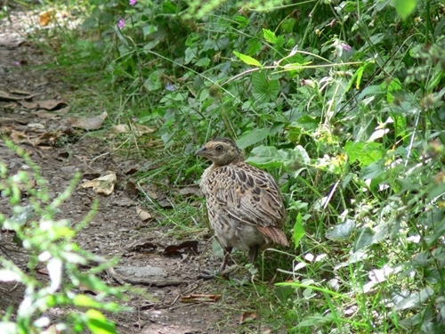 Images -6b TFPYuu YGyw E39AJ-3665041277_c 51756e 79a _o Images -6b TFPYuu YGyw E39AJ-3665041277_c 51756e 79a _o