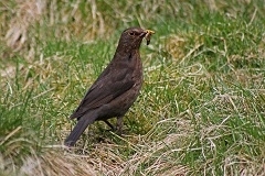 Blackbird at Auchnerran