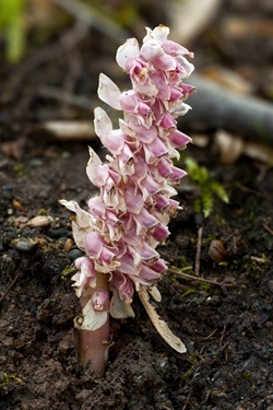 Toothwort