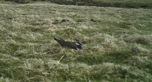 Lapwing (2)