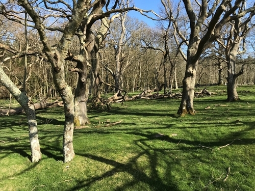 Welsh Blog 1 Welsh Blog 1