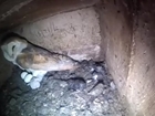 Owl Box LIVE: Egg laying and hatching