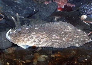 Grey sea slug