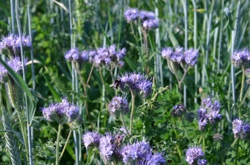 IMG_1083 (1) IMG_1083 (1)