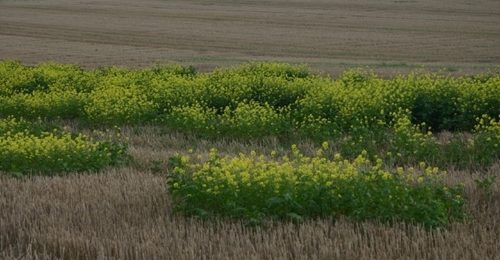 IMG_5943 (1) IMG_5943 (1)