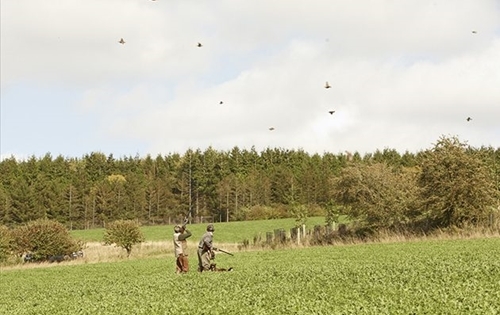10. Partridge Shoot 10. Partridge Shoot