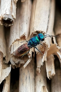Ruby-tailed wasp