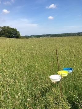 Pollinator pan trap