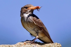 Spotted flycatcher (Credit: c.a.h.w.)