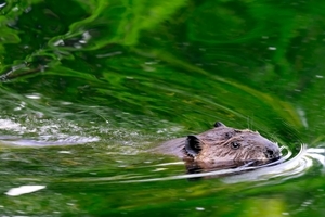 Beaver Swimming