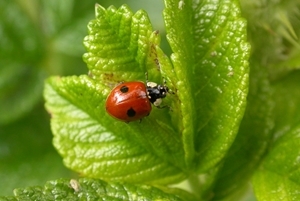 Two-spot ladybird