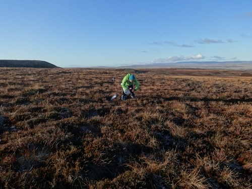 Fieldworker taking vegetation measurements along a transect within merlin territories