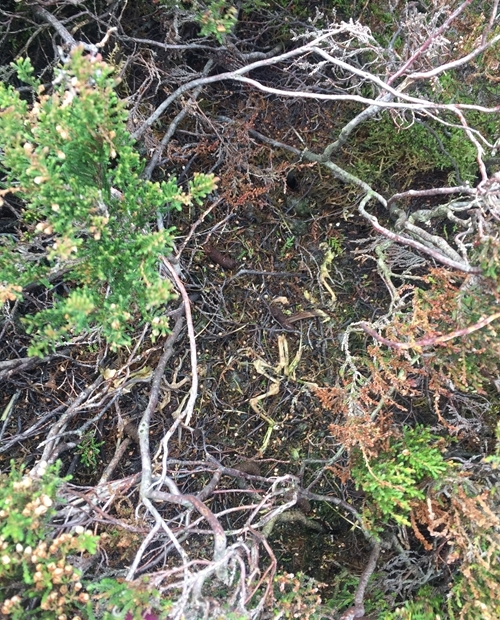 Merlin nest among tall heather after chicks have fledged
