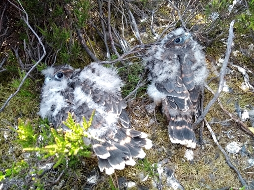 Merlin chicks in the nest