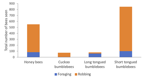 Nectar robbing bees fig 2