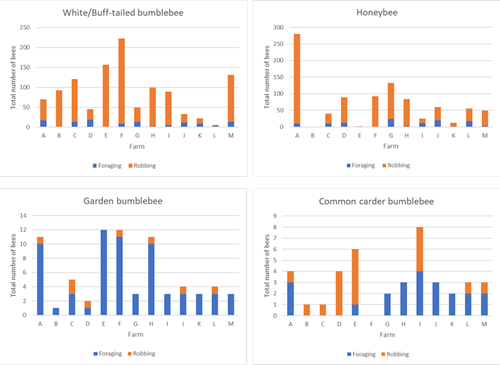 Nectar robbing bees Fig3 Nectar robbing bees Fig3
