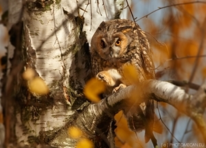 Asio otus (Martin Mecnarowski)