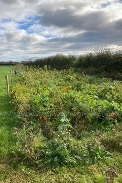 Wildlife Plot at Rotherfield