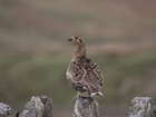 Black grouse under pressure