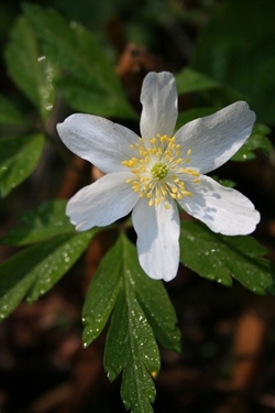 Wood anemone