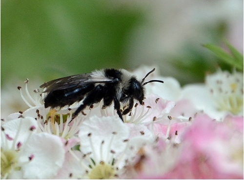 Ashy mining bee