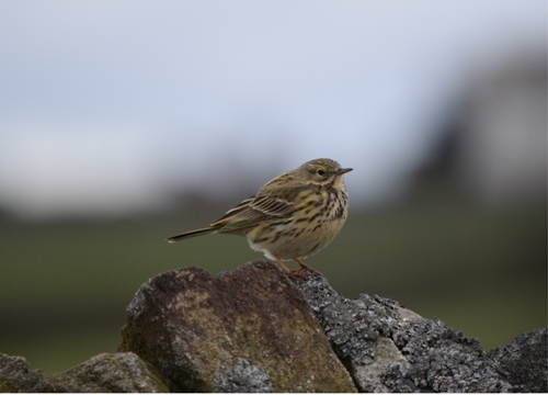 Meadow pipit