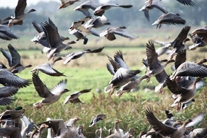 Pink-footed geese