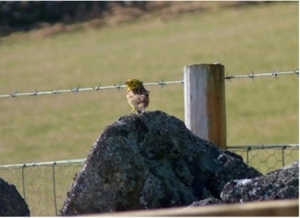 Yellowhammer at Auchnerran (Max Wright)
