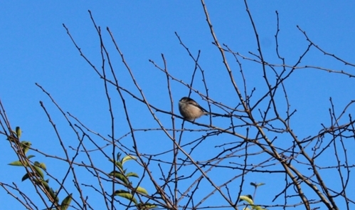 Long-tailed tit at Auchnerran (Adam Watts)
