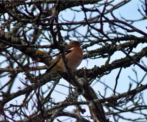 Chaffinch Auchnerran MW