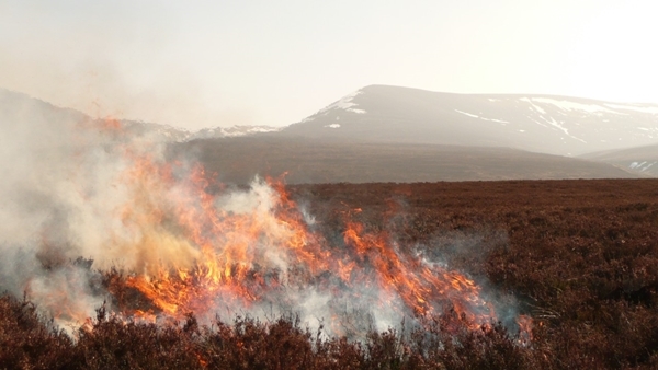 Heather -Burn -1-RD Heather -Burn -1-RD