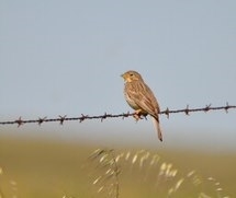 Corn bunting, Peter Thompson