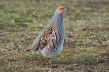 Grey partridge, Peter Thompson