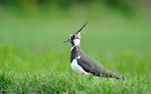 Lapwing, Peter Thompson